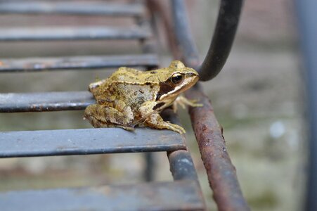 Animal frog nature