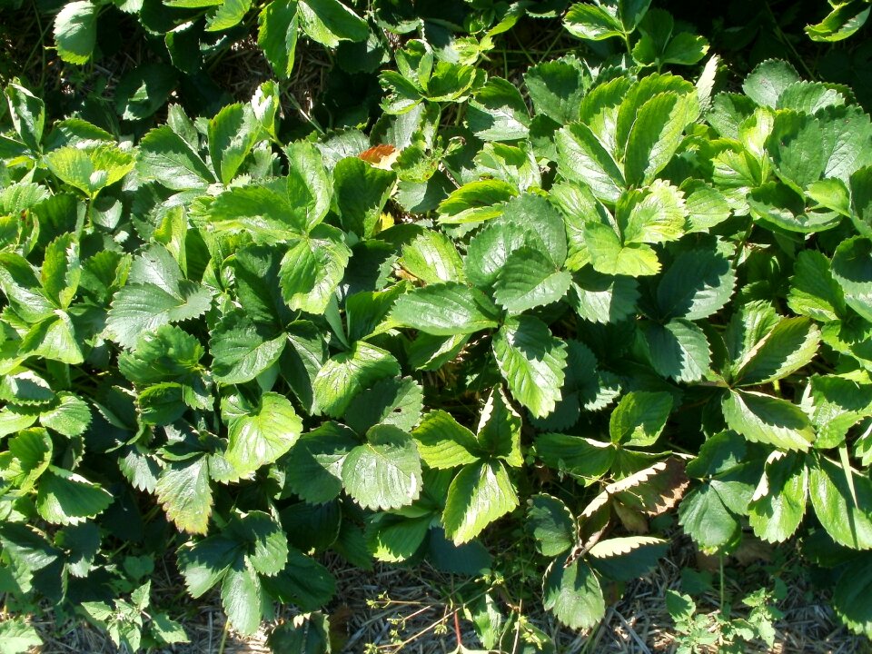 Fruit green fresh