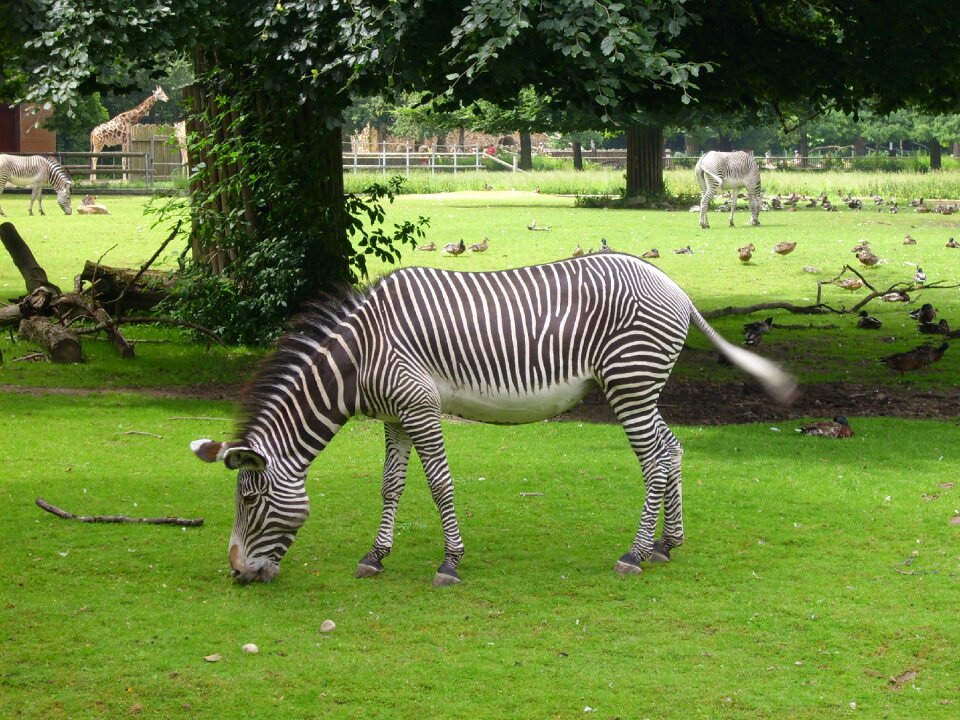 Black and white nature zoo