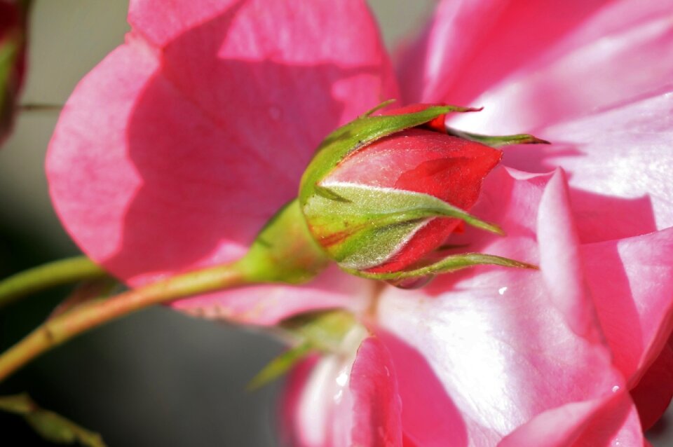 Floral nature blossom