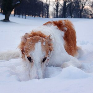 Winter snow playing