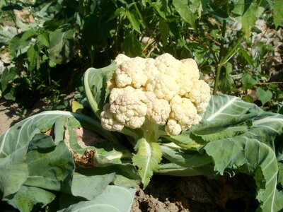 Vegetable healthy organic