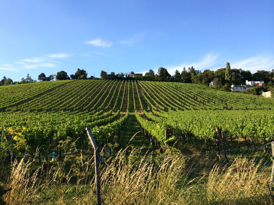 Hernals neuwaldegg wine