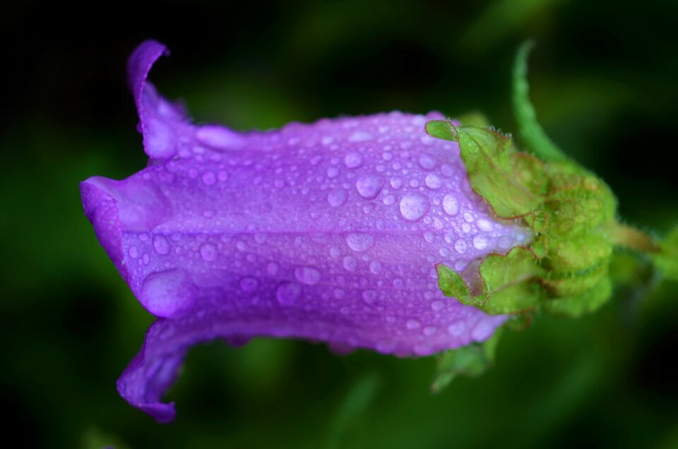 Nature lily spring