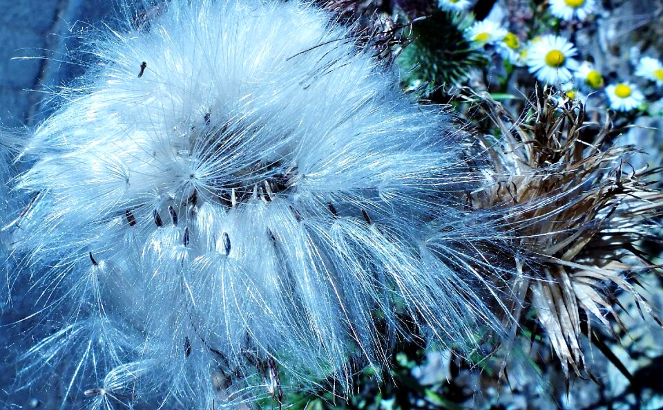 Nature spikes plant