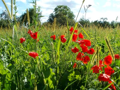 Flower field red photo