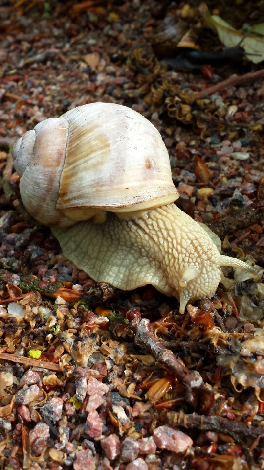 Slug bugs seashell