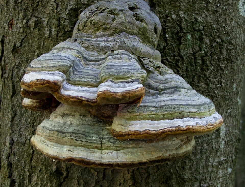 Sponge tree forest