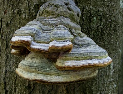 Sponge tree forest