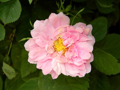 Pink rose bloom garden