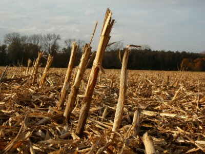 Maize stalks remains photo