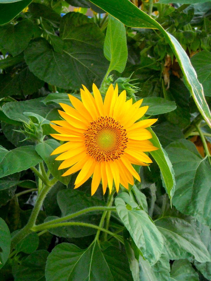 Sunflowers flowers green