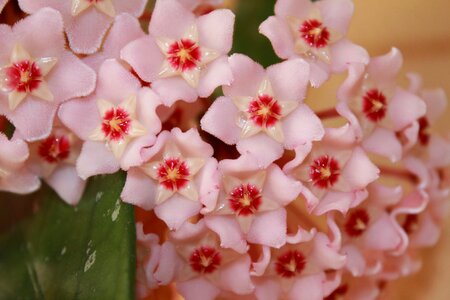 Wax plant creeper