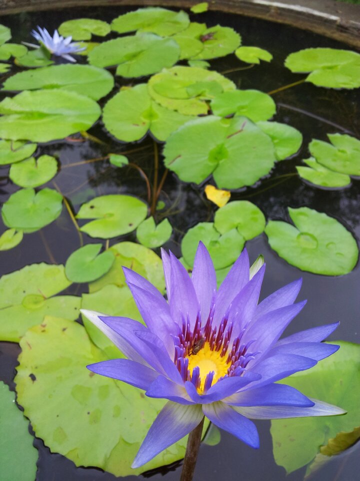 Pond flower purple
