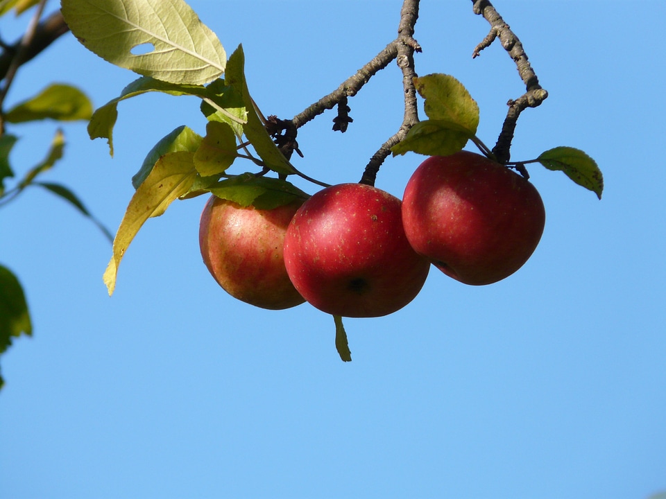 Apple tree harvest autumn