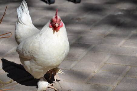Poultry hen bird photo