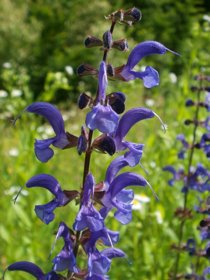 Meadow clary introduced sage flora