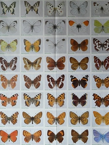 Poster blackboard butterfly poster
