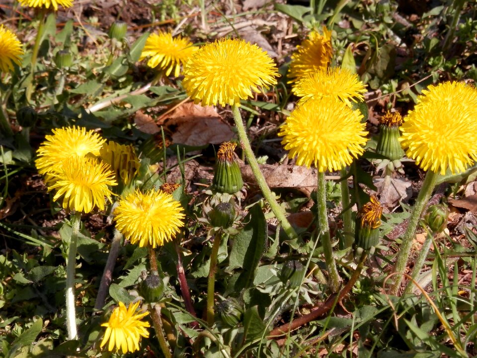 Yellow yellow flower spring