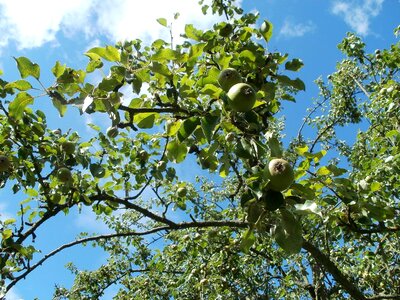 Orchards nature green