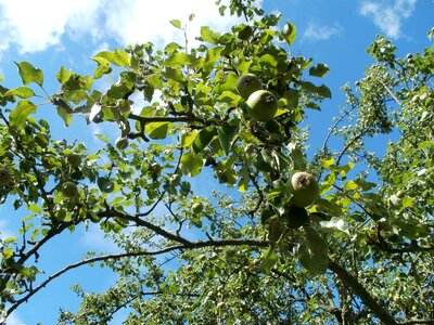 Orchards nature green photo