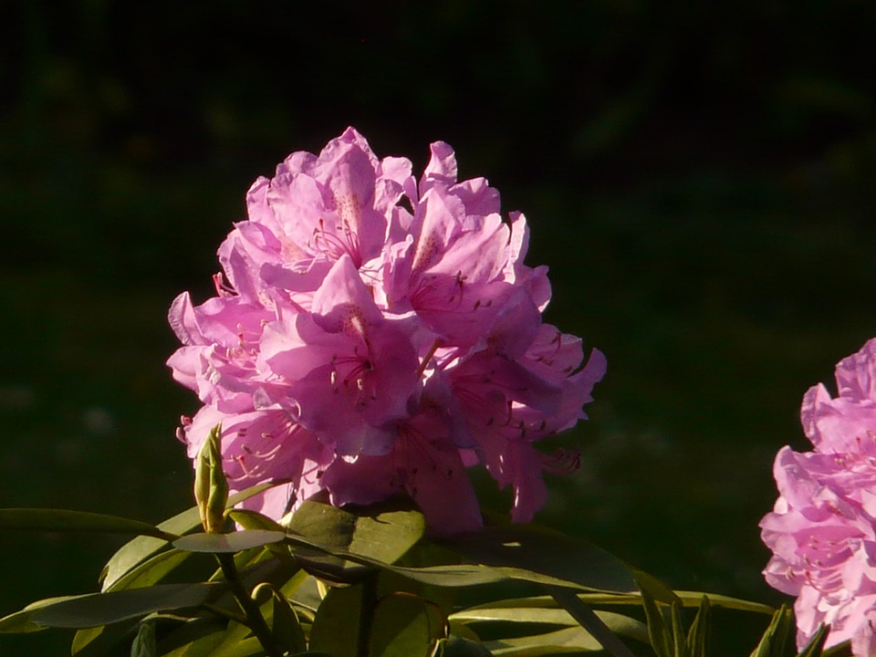 Bloom colorful bright