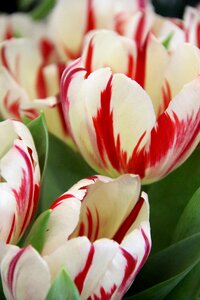 Spring flowers flower