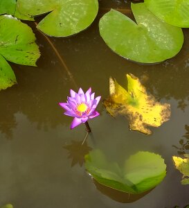 Plant nature flora