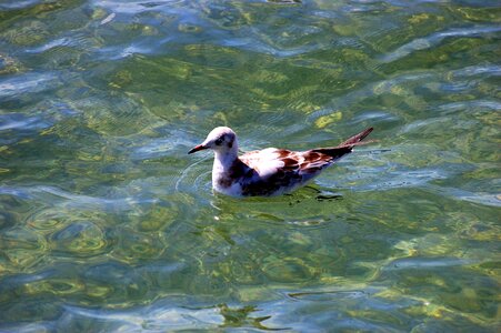 Water floats water bird