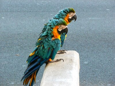 Tropical colorful