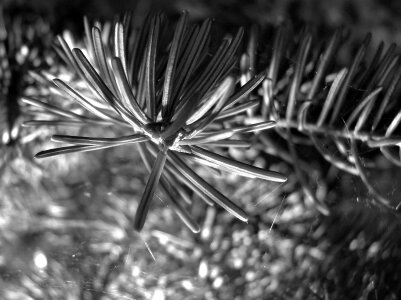 Fir tree tree close up