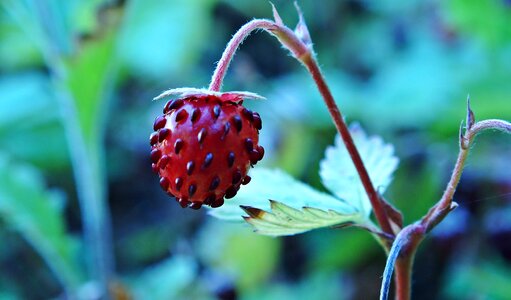 Fragaria vesca fruit bush