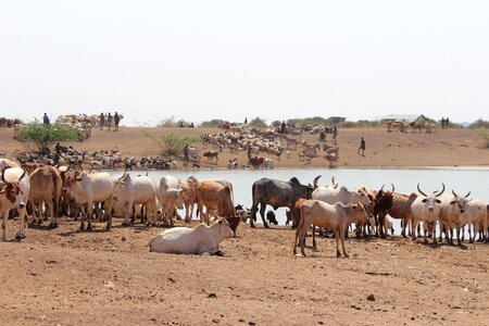 Water watering hole africa photo