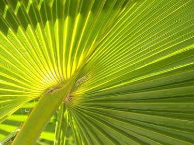 Summer frond nature photo