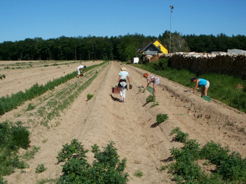 Field vegetable fresh