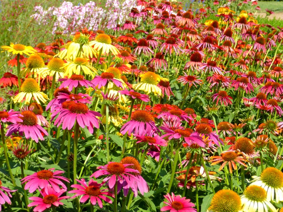 Ornamental plants flower garden summer