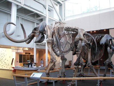 Mammoth prehistoric
