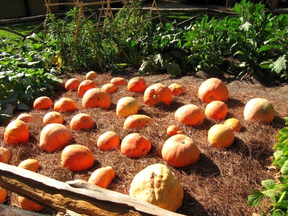 Pumpkins orchard plantation