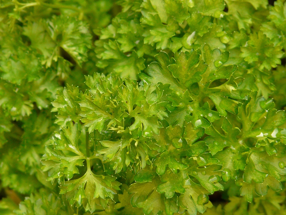 Medicinal plant spicy garden