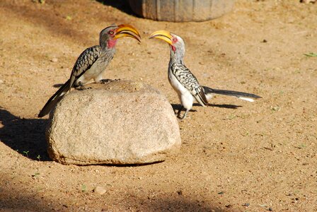 Parts large beak namibia