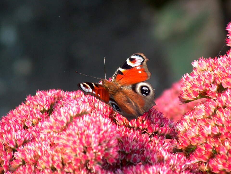 Summer animal wing