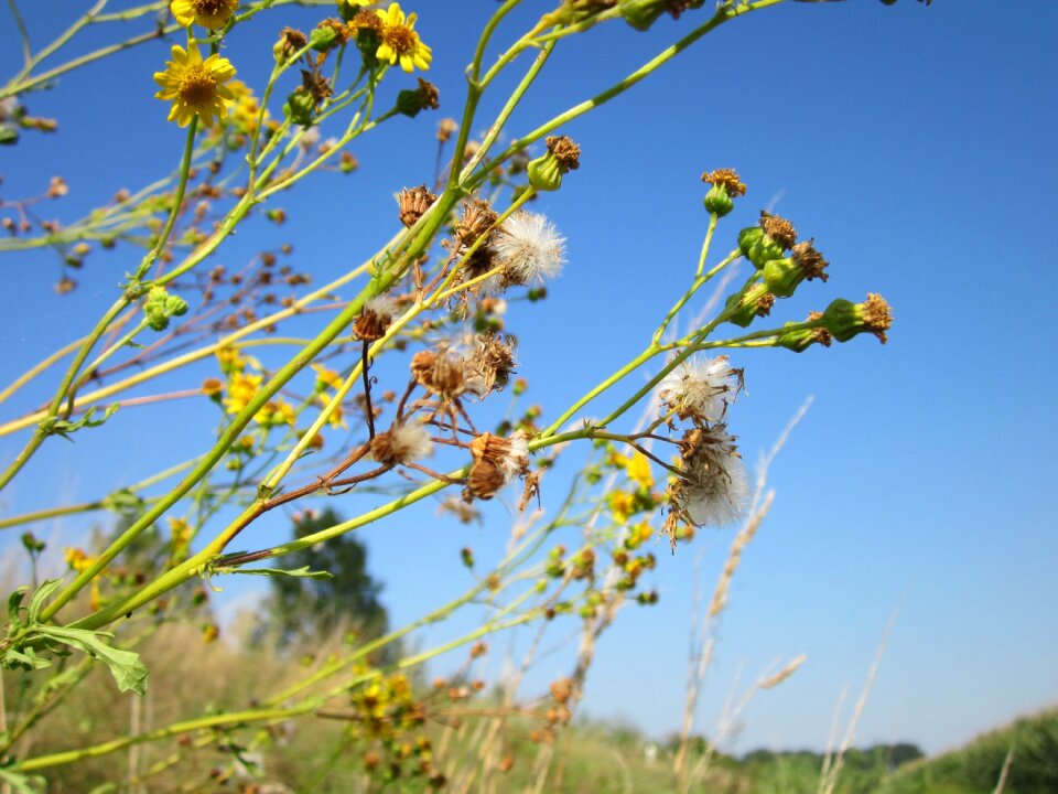 Flora ragweed james-wort