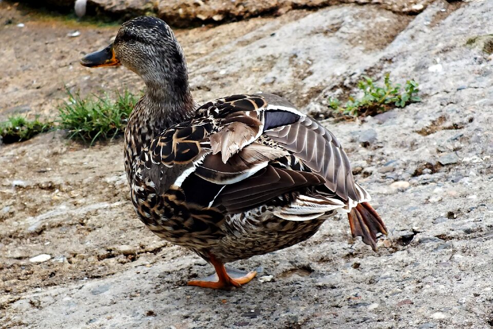 Animal wild birds crossword