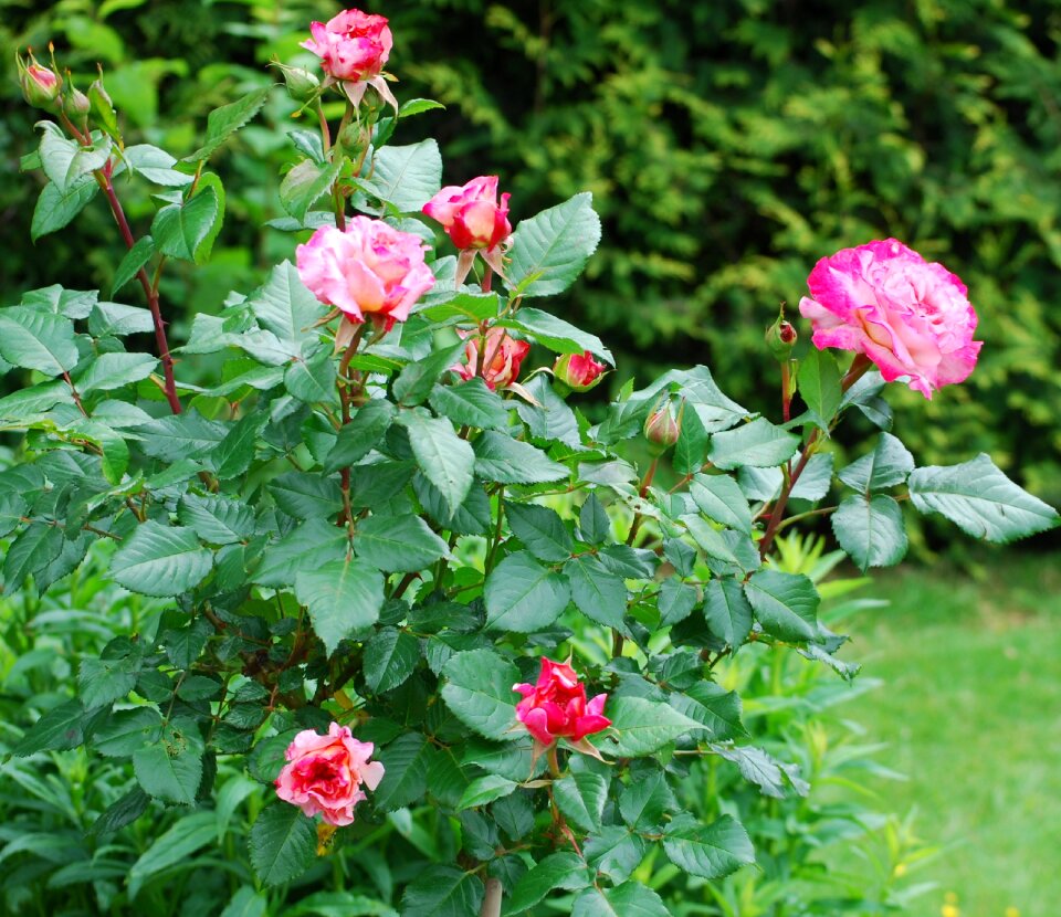 Fragrance bloom rose flower
