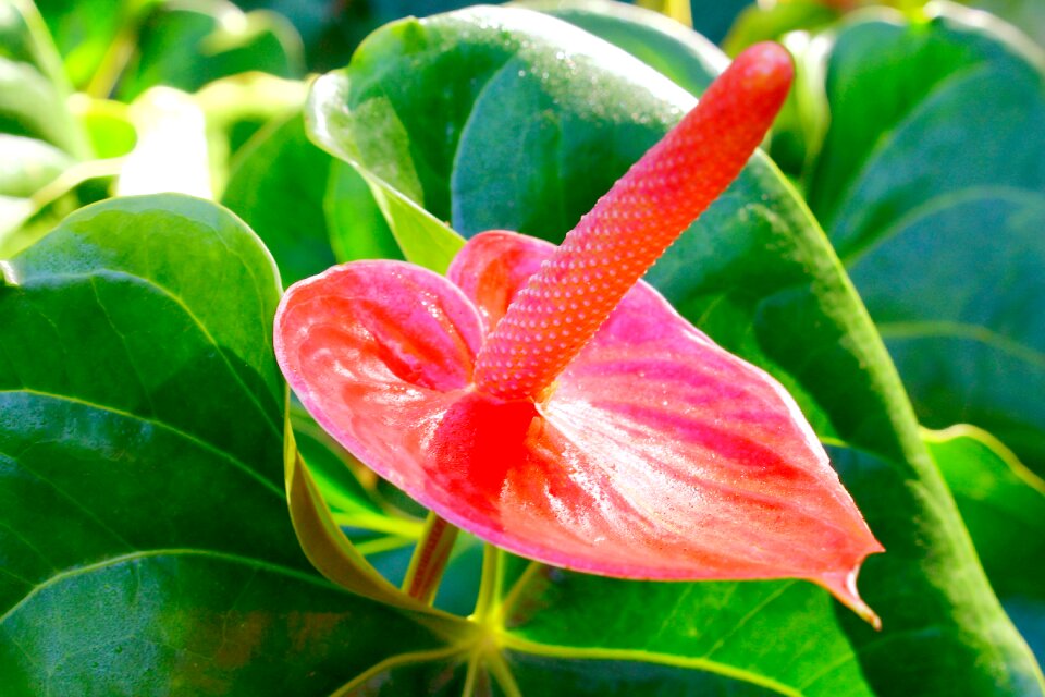 Garden ornamental nature