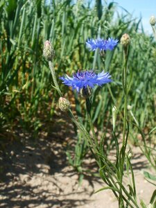 Botany species bluebottle photo