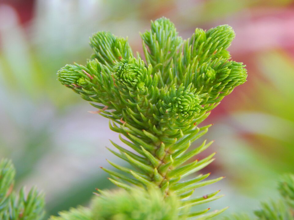 Flower plant design