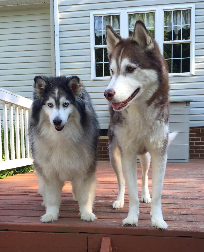 Animal husky canine