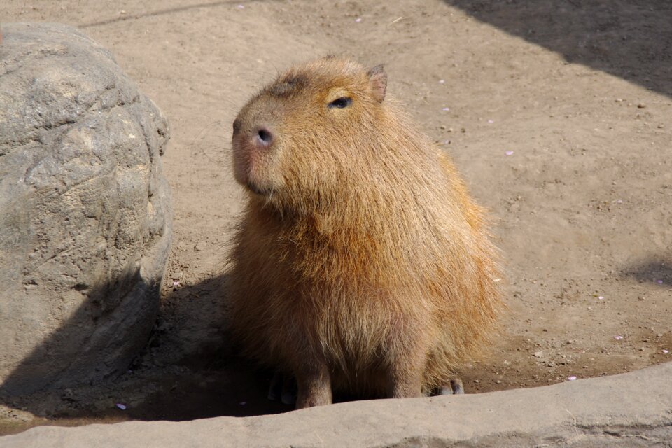 Capybara eye-rolling smiley tweets from a pupil