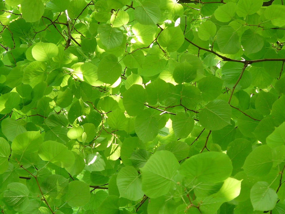 Leaves green light